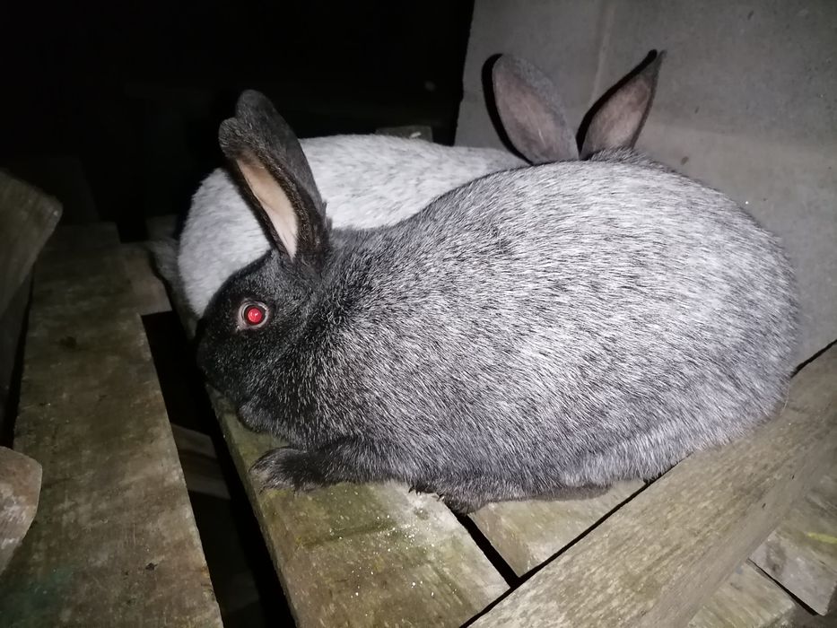Продам кролики полтавське срібло