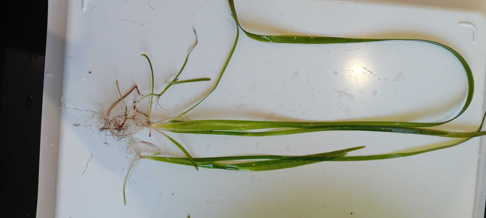Vallisneria spiralis Tiger