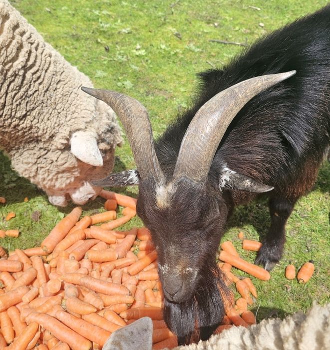 Disponho de cabrito bode chibo reprodutor  anão para venda ou troca
