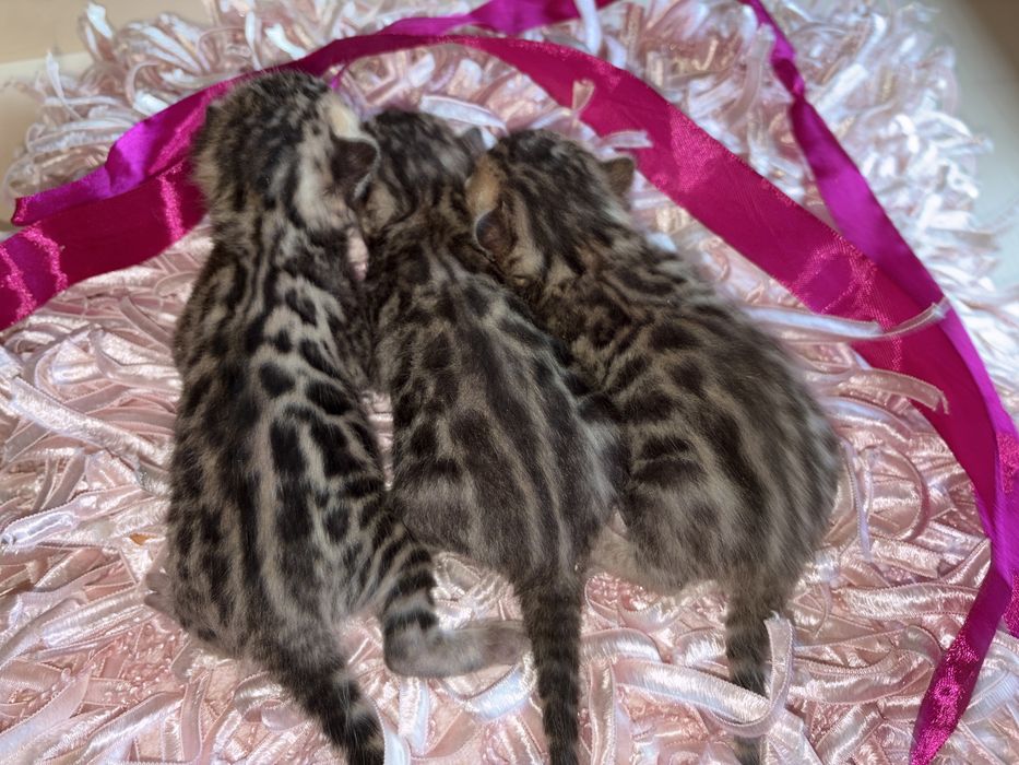 Бенгальські кошенята