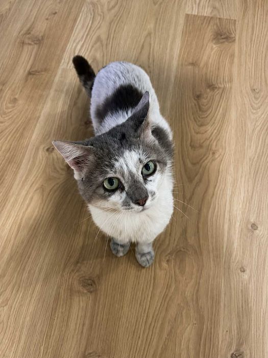 CASTRADO | Gato jovem e meigo disponível para Adoção Responsável