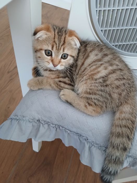 Scottish Fold Femea.