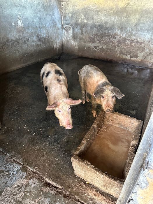 Vende-se porcos de vários tamanhos