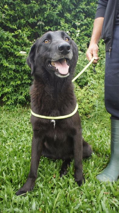 Kyara - cadela jovem para adocao