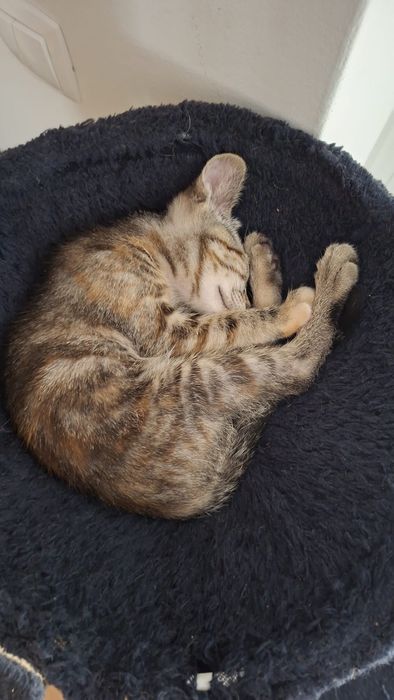 Gata Para dar   .