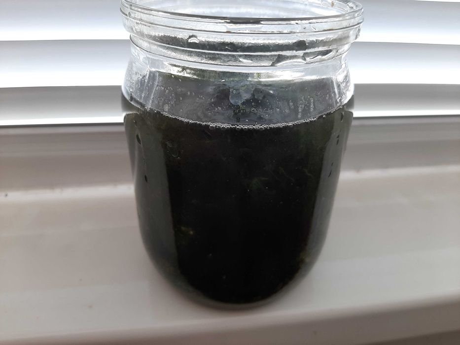 Яванский     мох