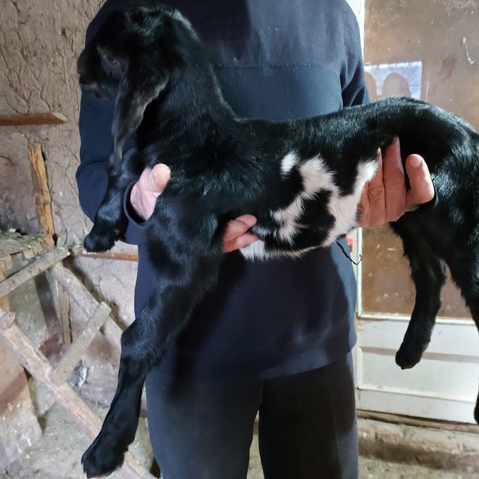 Козлята нубийские и заано - нубийскиее