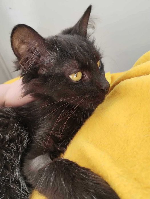 Eloy długowłosa kotka do adopcji