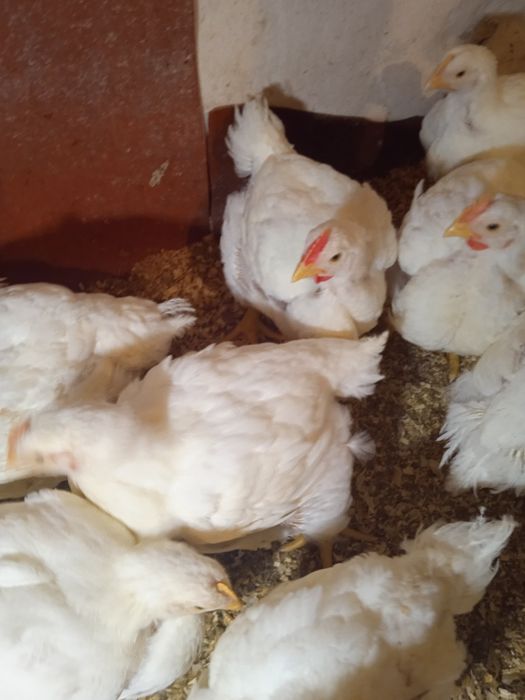 Інкубаційне яйце бройлерів, Яйце угорське, чеське з клеймом.