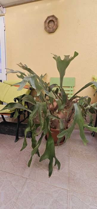 Platycerium (Feto-chifre-de-veado) – exemplar grande e multiplicado, com folhas escudo