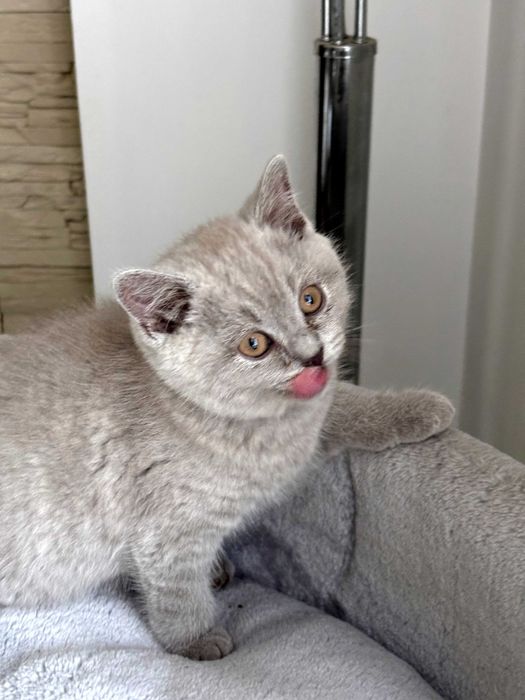 Kot brytyjski niebieski bicolor kotka z rodowodem