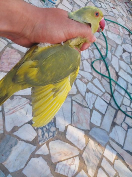 Algumas Aves para saírem