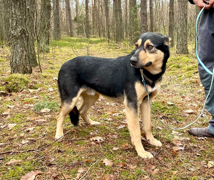 Wedel - 4-letni kumpel dla każdego!