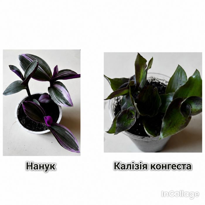 Традесканціі  та колізія