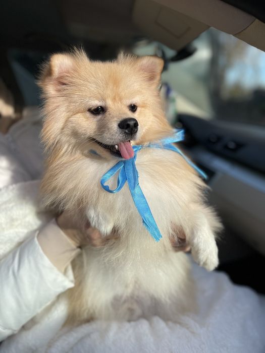 Померанські шпіци — Наймякші лапки цього року