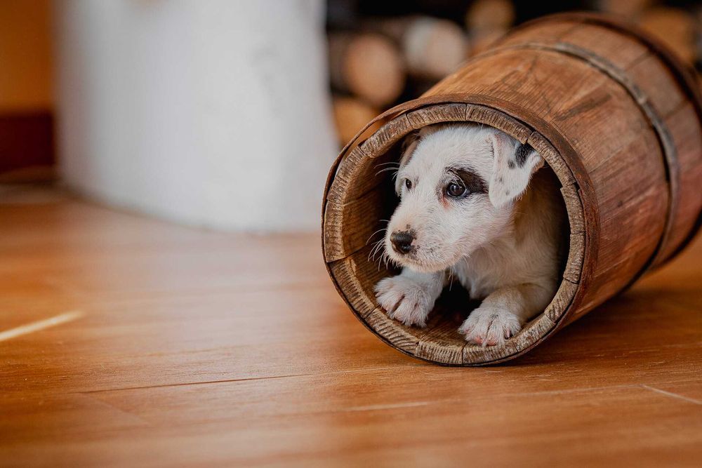 Parson Russell Terrier FCI - gotowa do odbioru