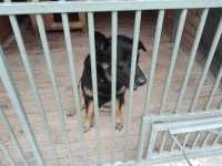 Kochany pies Filar szuka domu! Do adopcji !