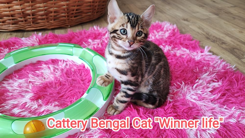 Бенгал шоу класса!