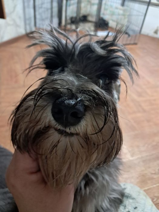 Цвергшнауцер дівчинка