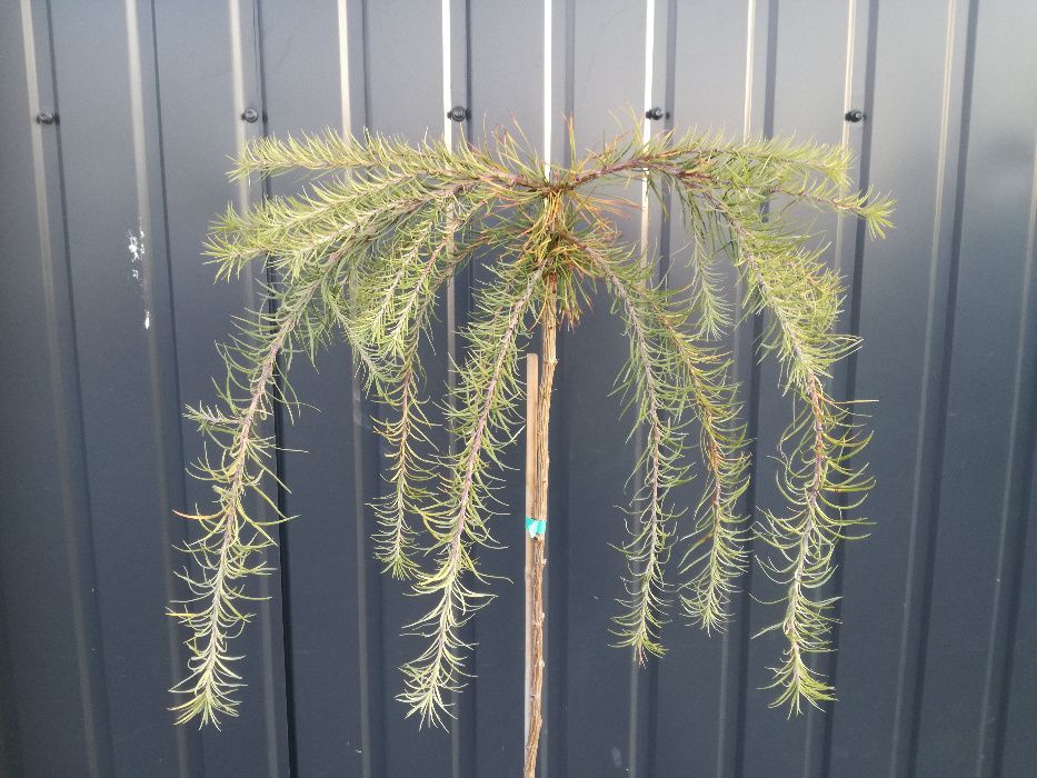 Drzewko ozdobne szczepione, drzewka ozdobne różne rodzaje