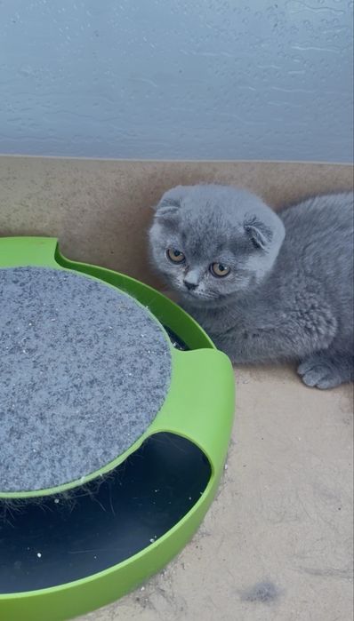 Scottish fold com 2 meses
