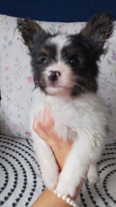 Papillon Spaniel Kontynentalny Miniaturowy
