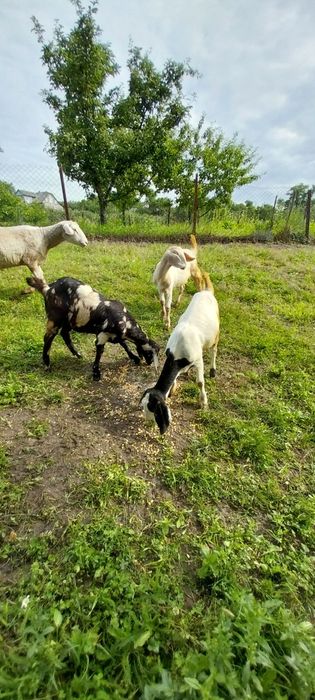 Продам англо-нубійських козичок кіз