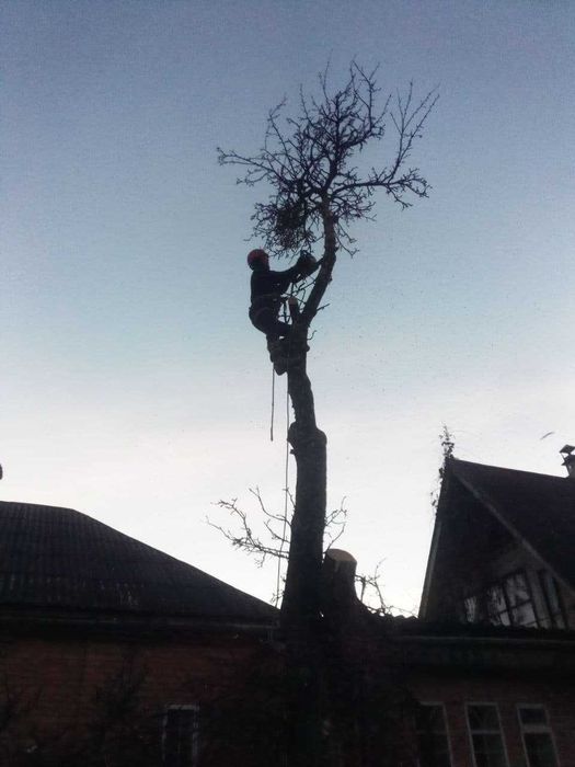 Спилить дерево. Убрать ветки, Попилить на чурки