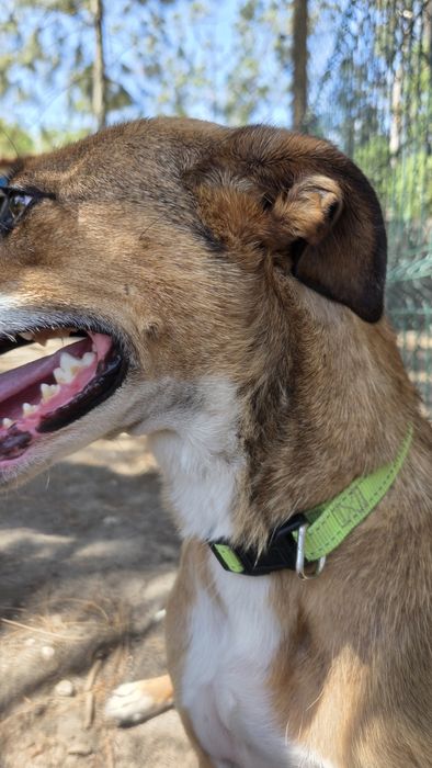 Cão / cadela  para adoção