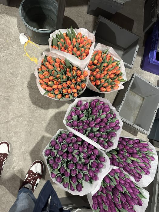 Украінський тюлпан  Бровари опт від 35 грн