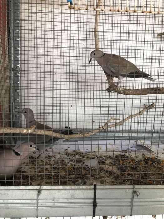 2 casais de Rolas + 2 Rolas deste ano