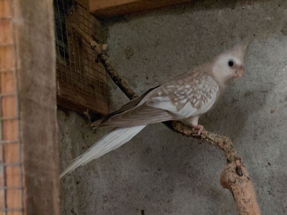 Caturras pérola face branca e amarela e caturra fêmea albina