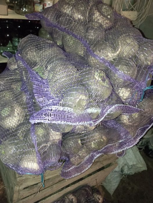 Продам чорну редьку.