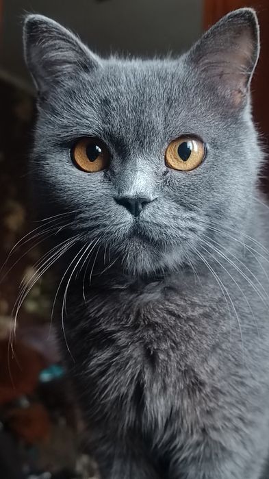 Кошенята шотландські