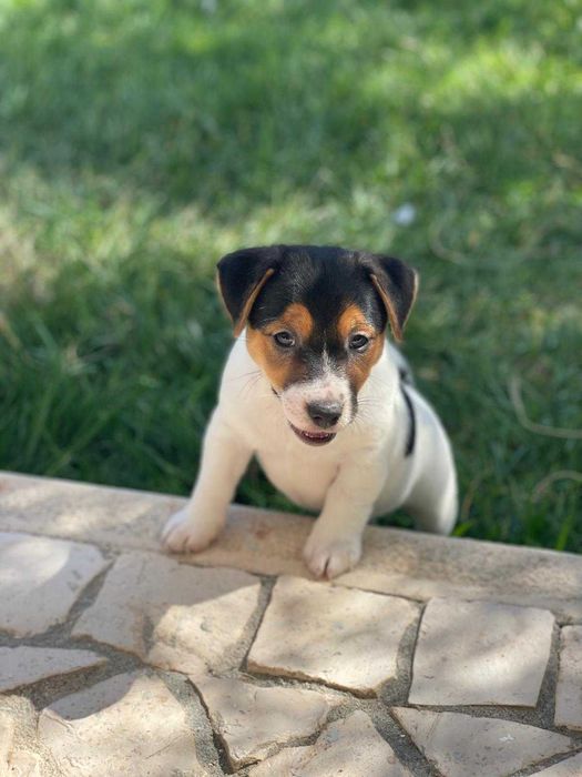 Jack Russell - Descendente de Diversos Campeões