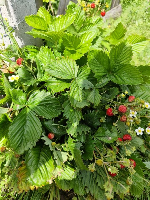 Sadzonki poziomek, truskawek