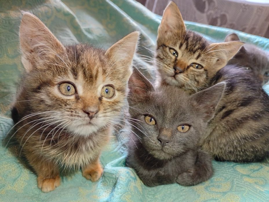 Кошенята 2,5 місяця   в Дар