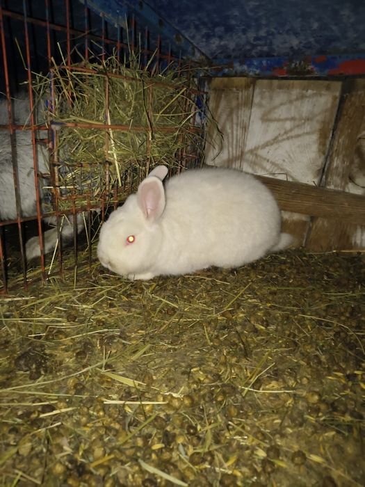 Samczyk Nowozelandzki Biały