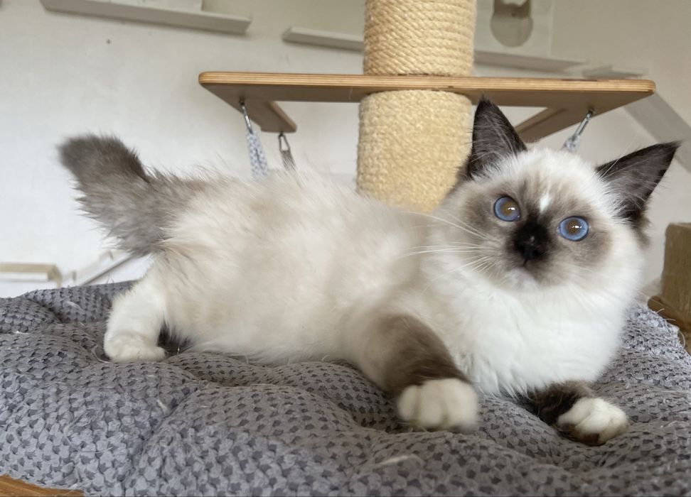 Kocurek Ragdoll Cenzo  seal mitted, rodowód FPL