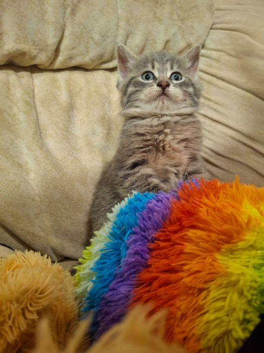 Кішечка, кошеня, котик, Первомайськ Миколаївська обл.