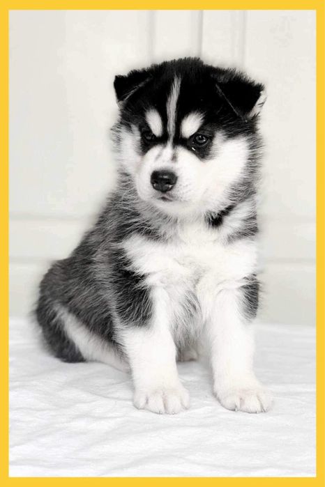 Шикарный шенок хаски. КСУ