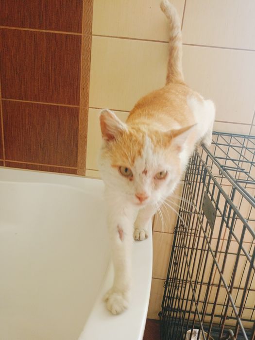 Kleoś- wyjątkowy pieszczoch szuka domu! Kot do adopcji !