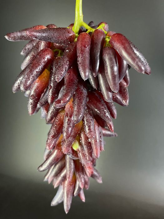 Саджанці винограду з власного виноградника Елітні та перевірені сорти!