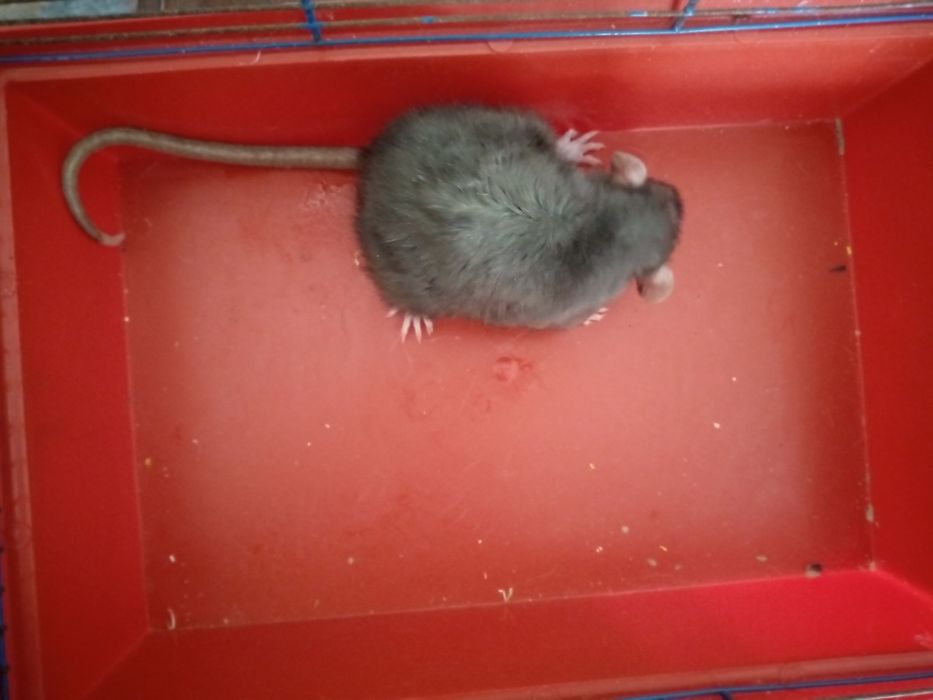 Крысята Кременчуг