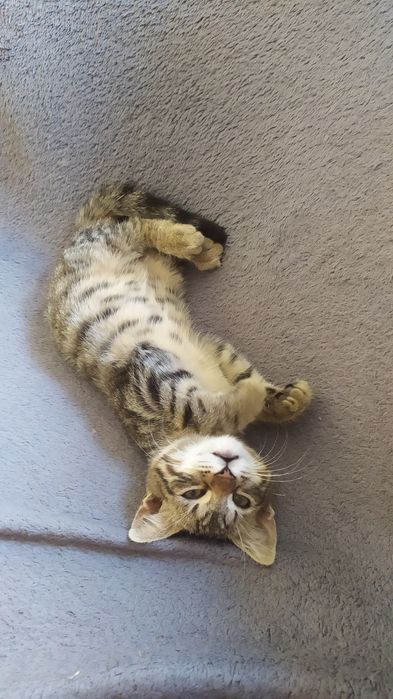 Отдам котёнка-тигрика
