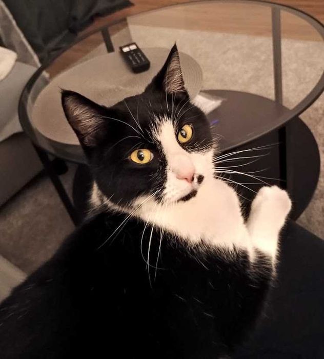 MARILYN - 2-letnia miziasta śliczna koteczka szuka domku!