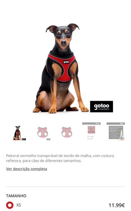 Conjunto para cão