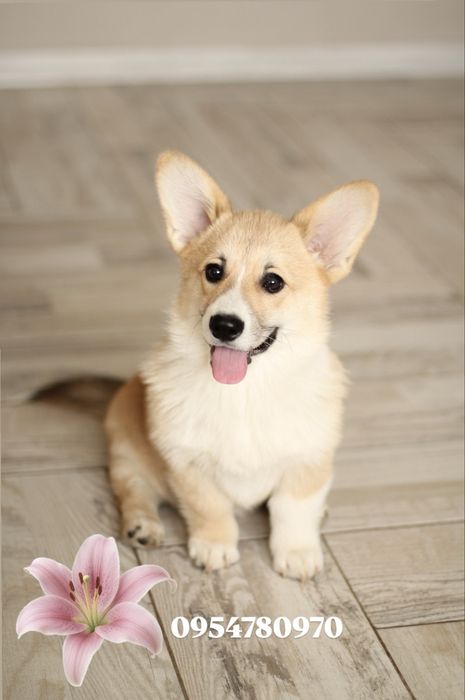 Вельш Корг цуценя хлопчик коргі