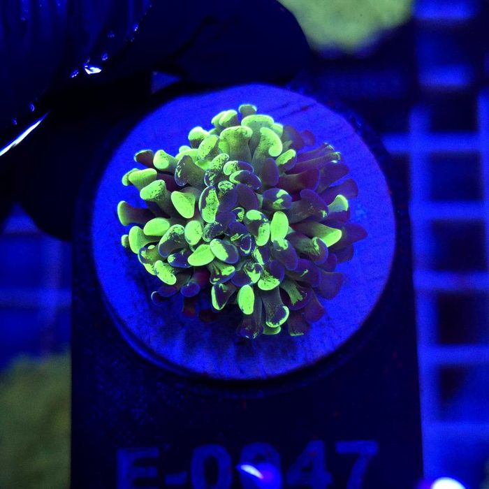Euphyllia Paraancora Grafted – koral LPS | akwarium morskie