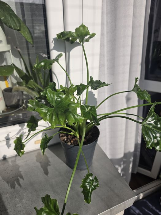 Filodendron Atlantis kolekcjonerski